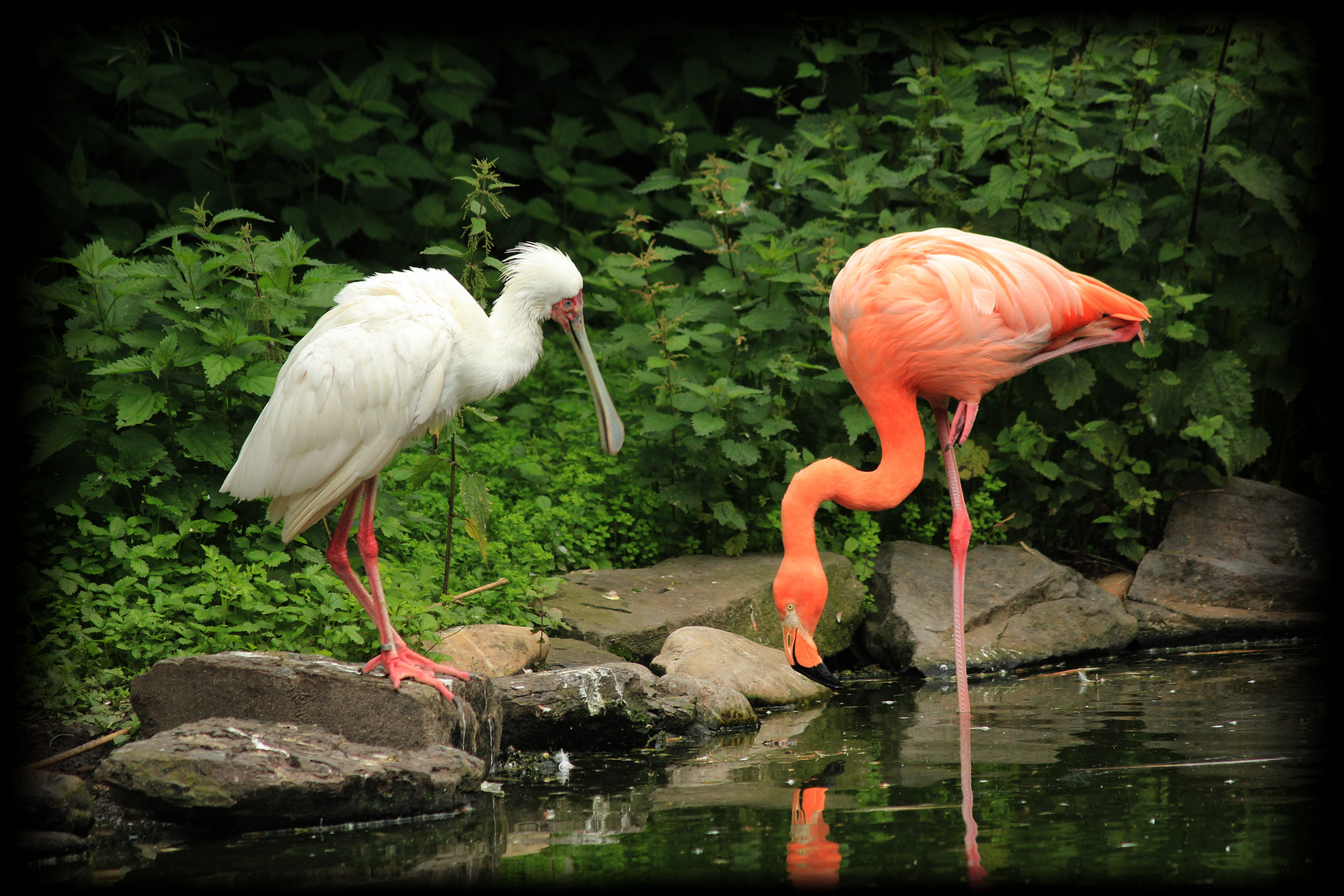 Flamingo & Löffelreiher im Freifluggehege in Essen/Grugapark