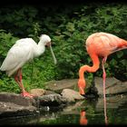 Flamingo & Löffelreiher im Freifluggehege in Essen/Grugapark