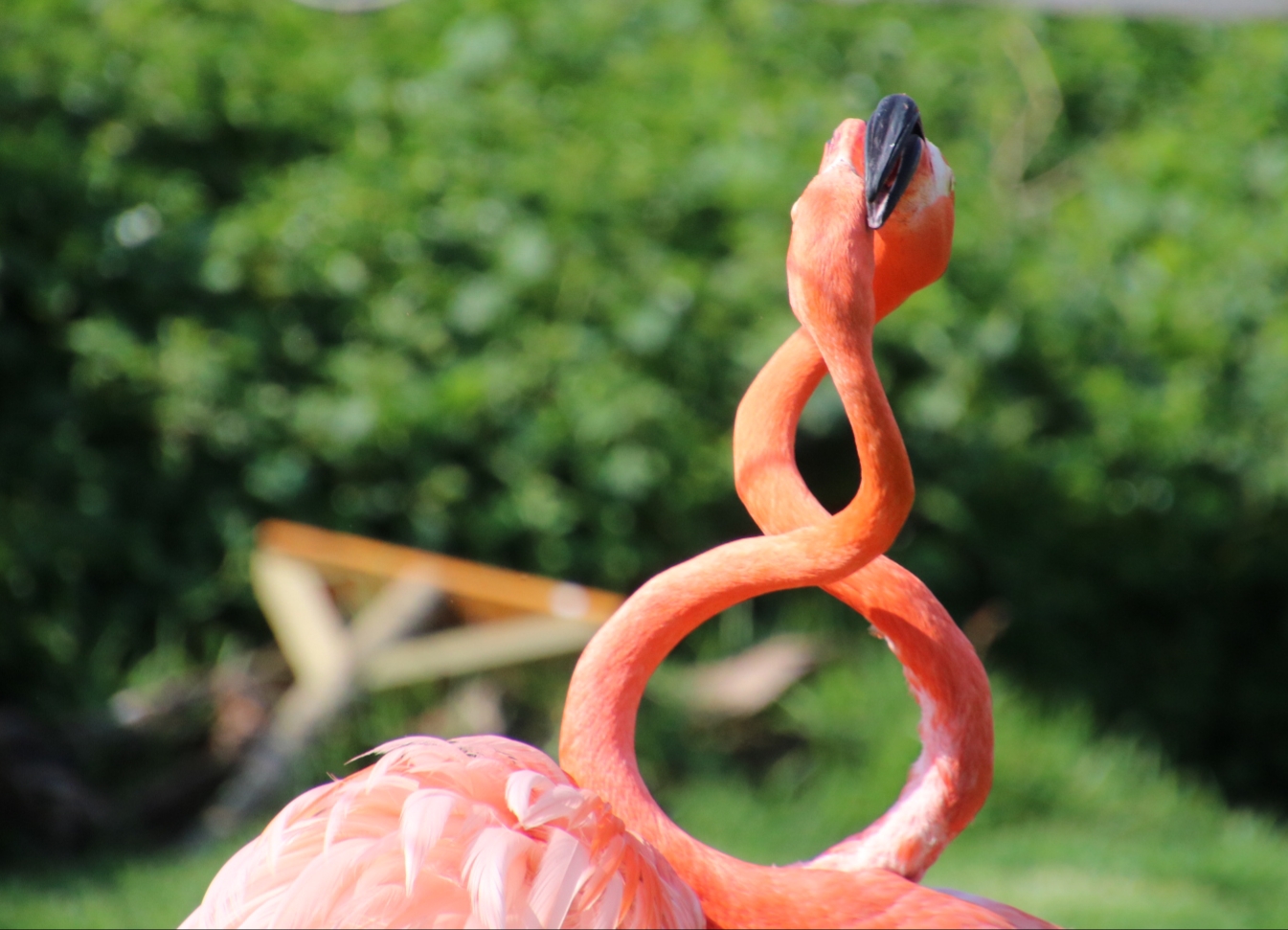 Flamingo Love