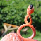 Flamingo Love