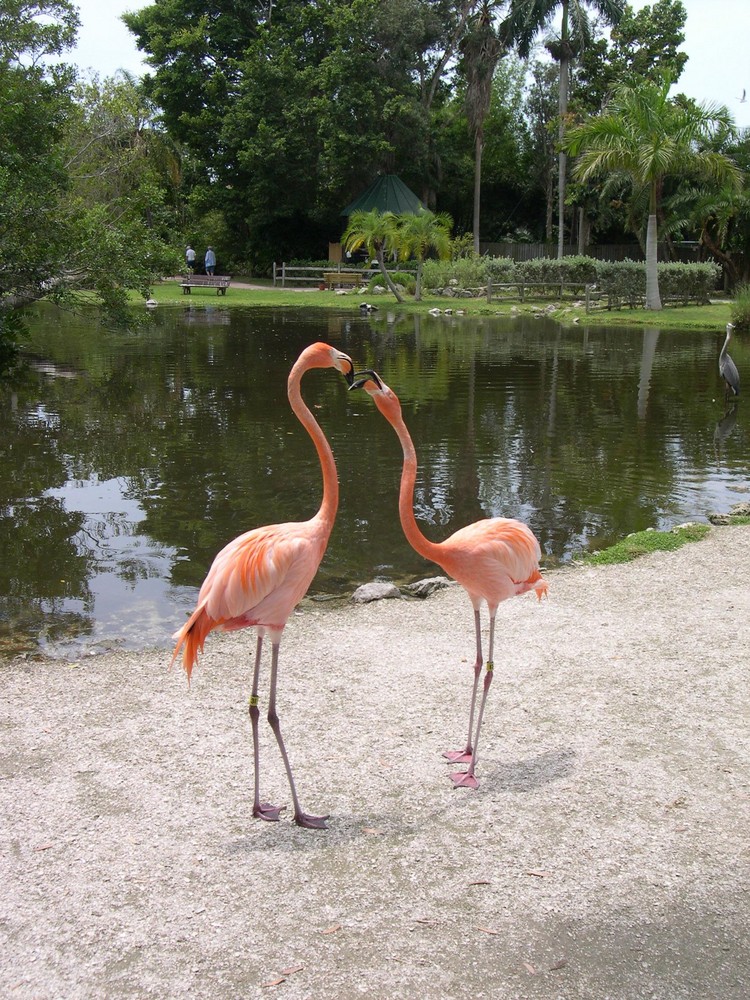 Flamingo love