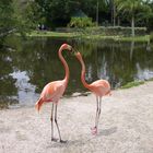 Flamingo love