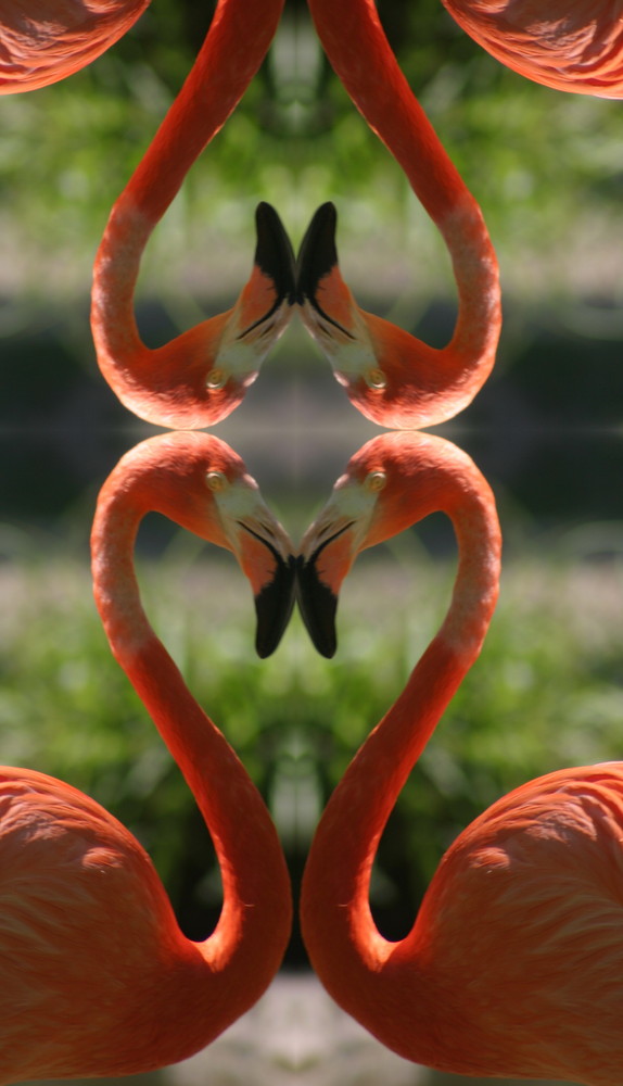 "Flamingo Love"