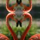 "Flamingo Love"