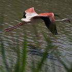 Flamingo-LR