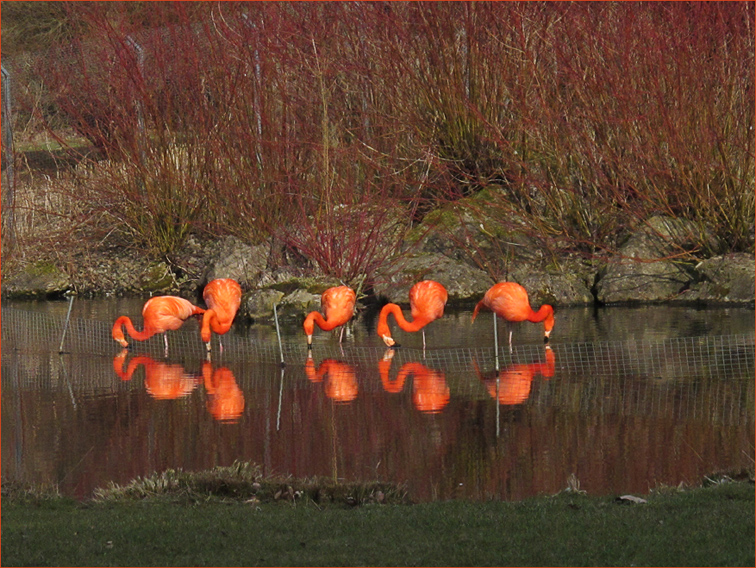 Flamingo Mahlzeit von Christiane Wiesemann 