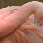 Flamingo mal anders