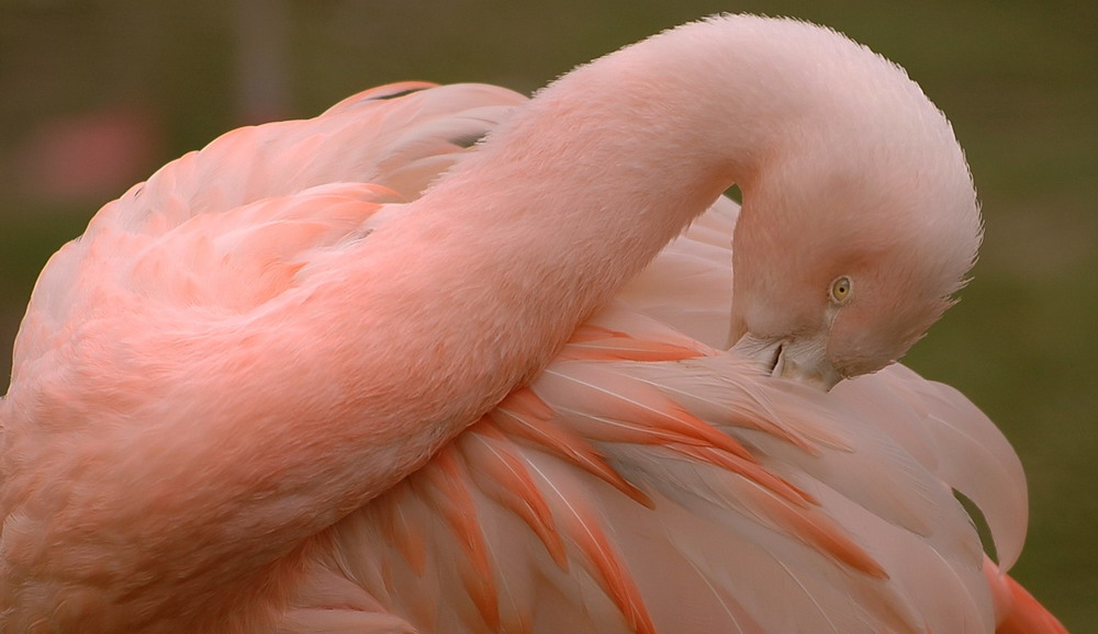 Flamingo mal anders