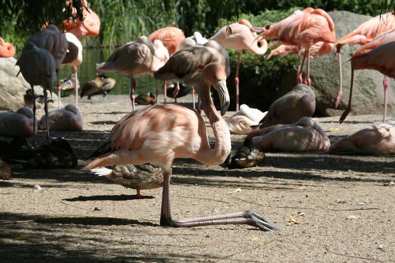 Flamingo mal anders