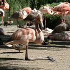 Flamingo mal anders