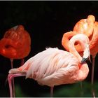 Flamingo mal drei