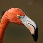 Flamingo mal nah...