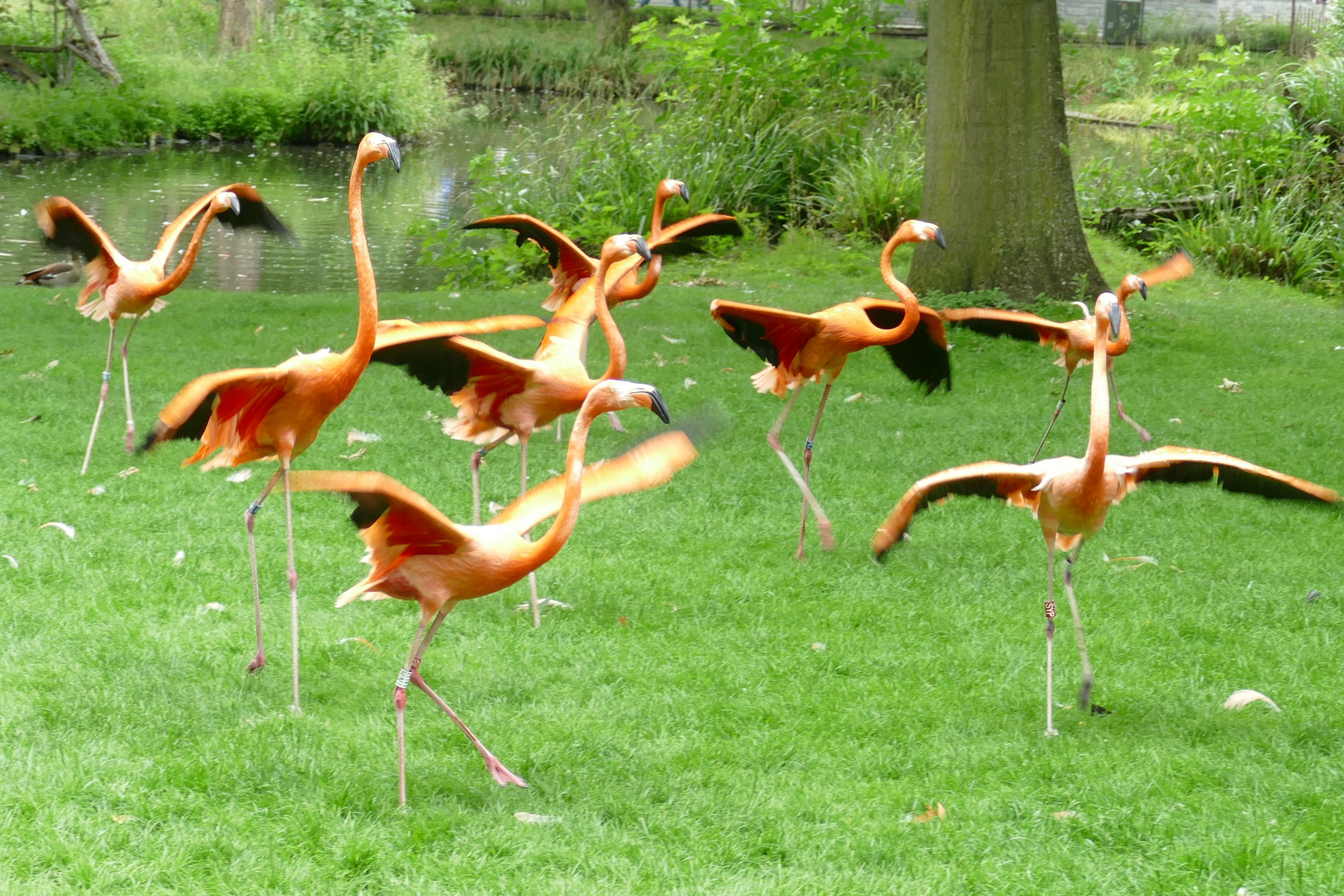 Flamingo - Marathon im Kölner Zoo