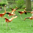 Flamingo - Marathon im Kölner Zoo