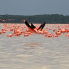 Flamingo-Meer