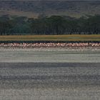 flamingo mikro