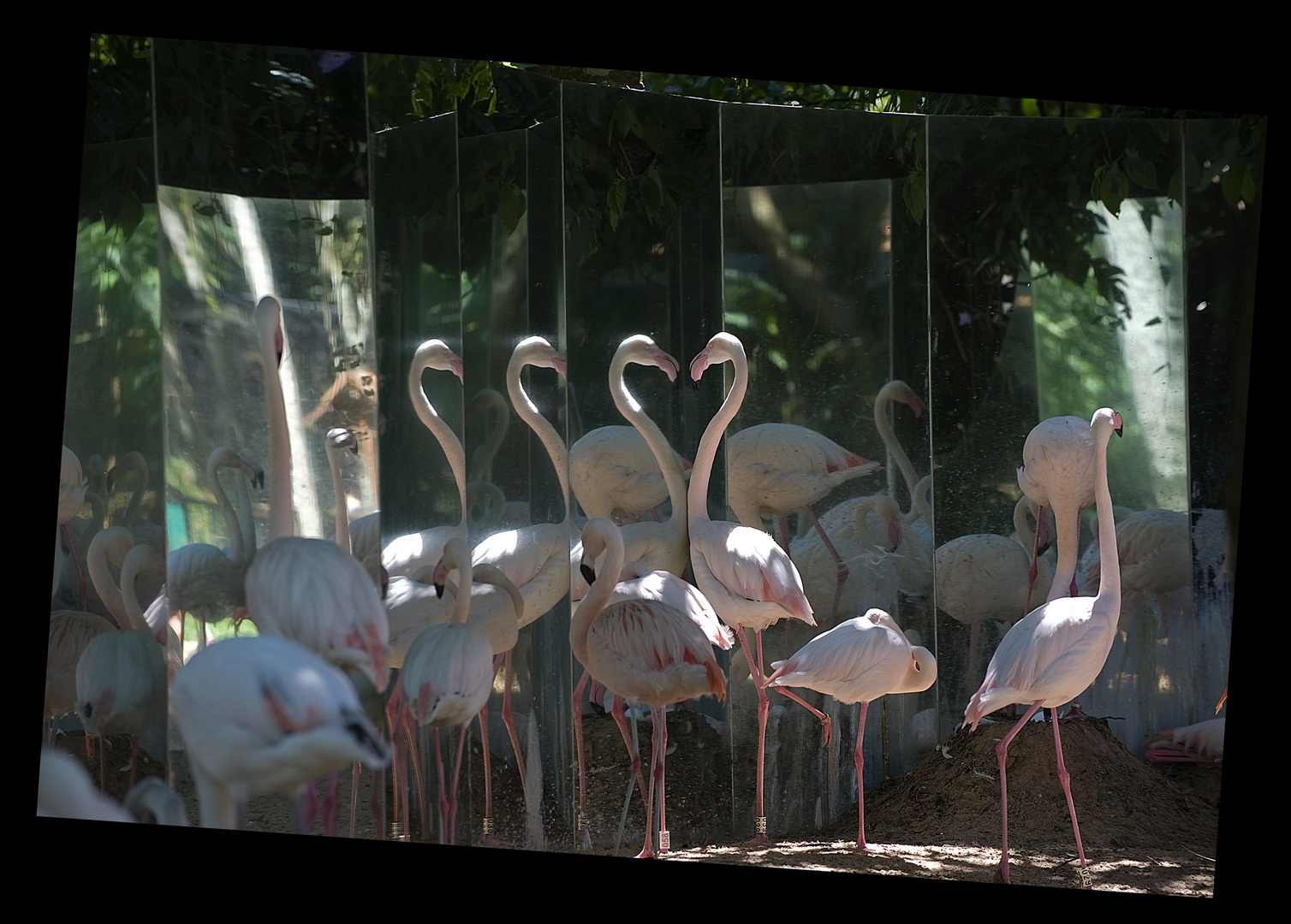 Flamingo Mirror