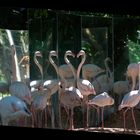 Flamingo Mirror