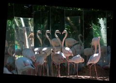 Flamingo Mirror