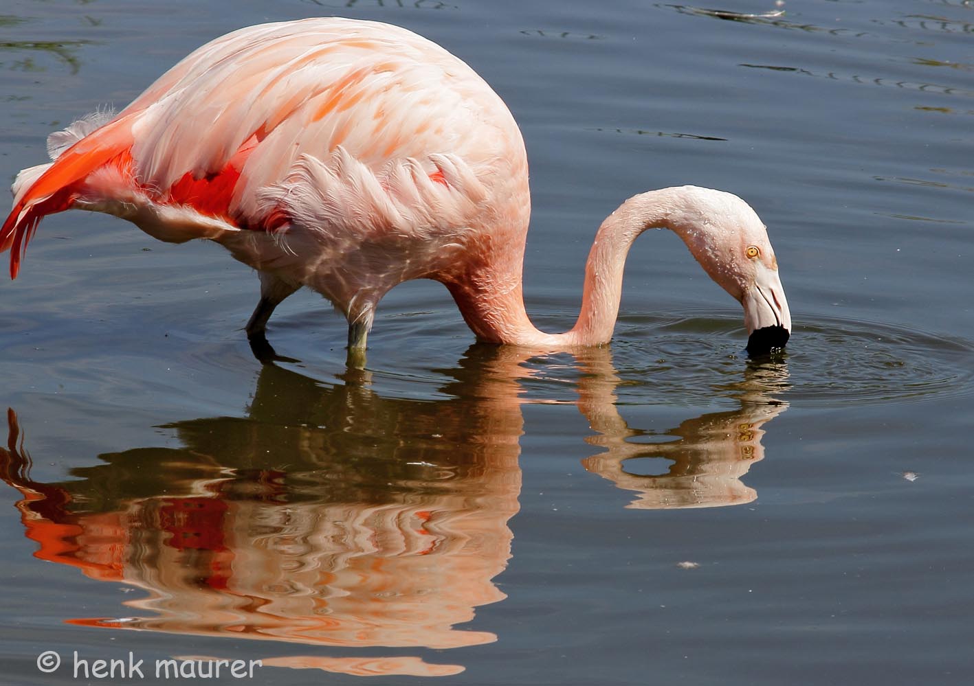 Flamingo mirror image