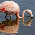 Flamingo mirror image