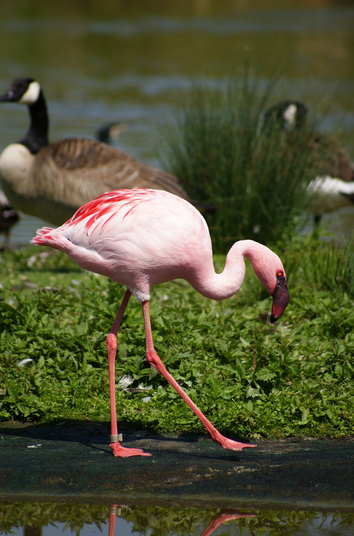 Flamingo mit Broken-neck-Geste