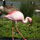 Flamingo mit Broken-neck-Geste