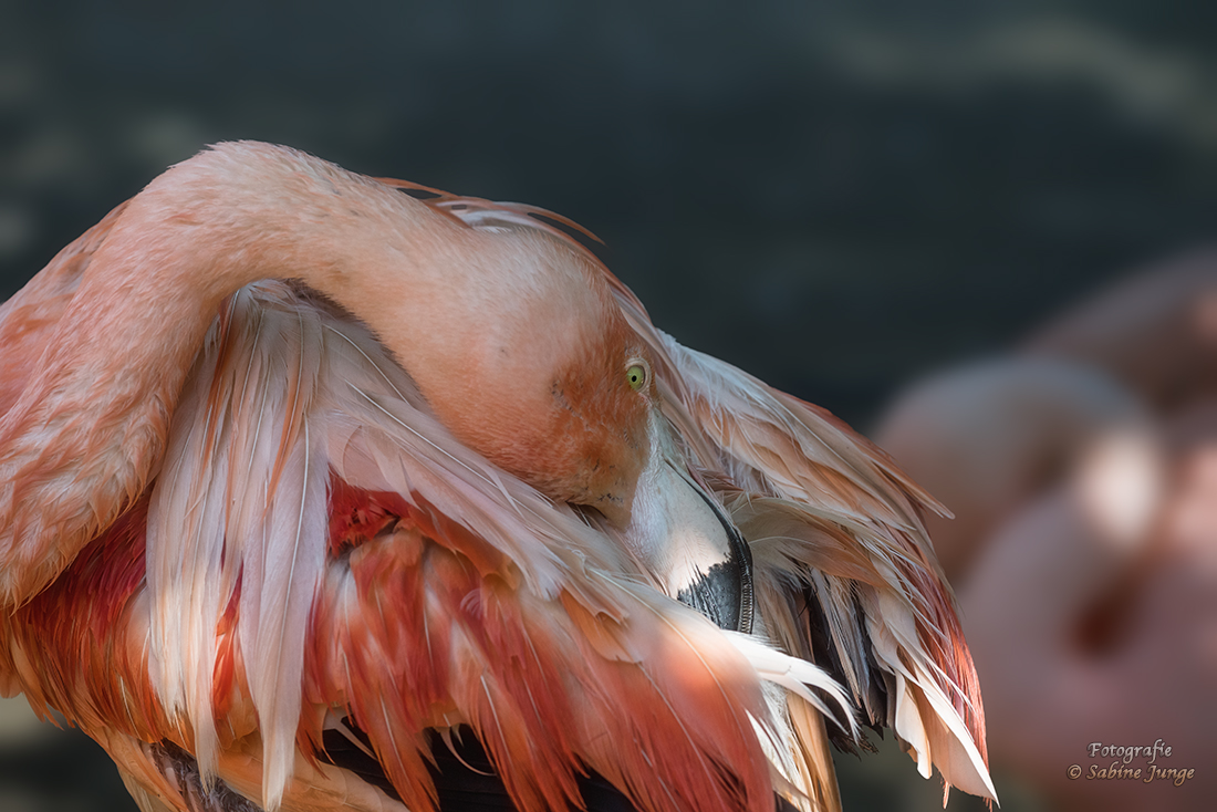 Flamingo mit eigenem Federkissen