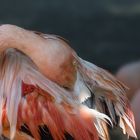 Flamingo mit eigenem Federkissen