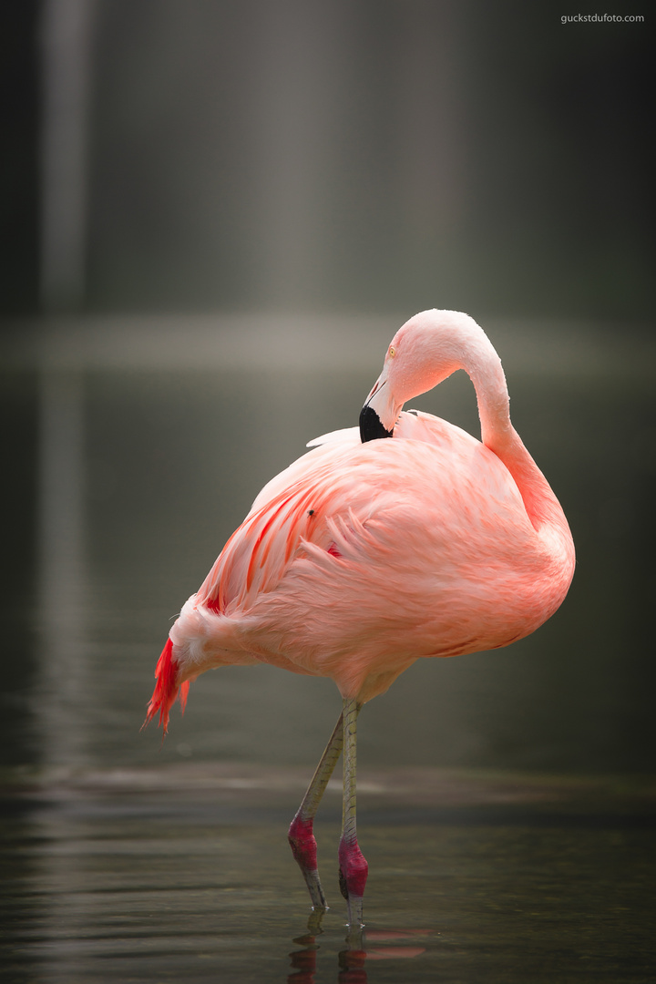 Flamingo mit Fliege