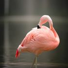 Flamingo mit Fliege