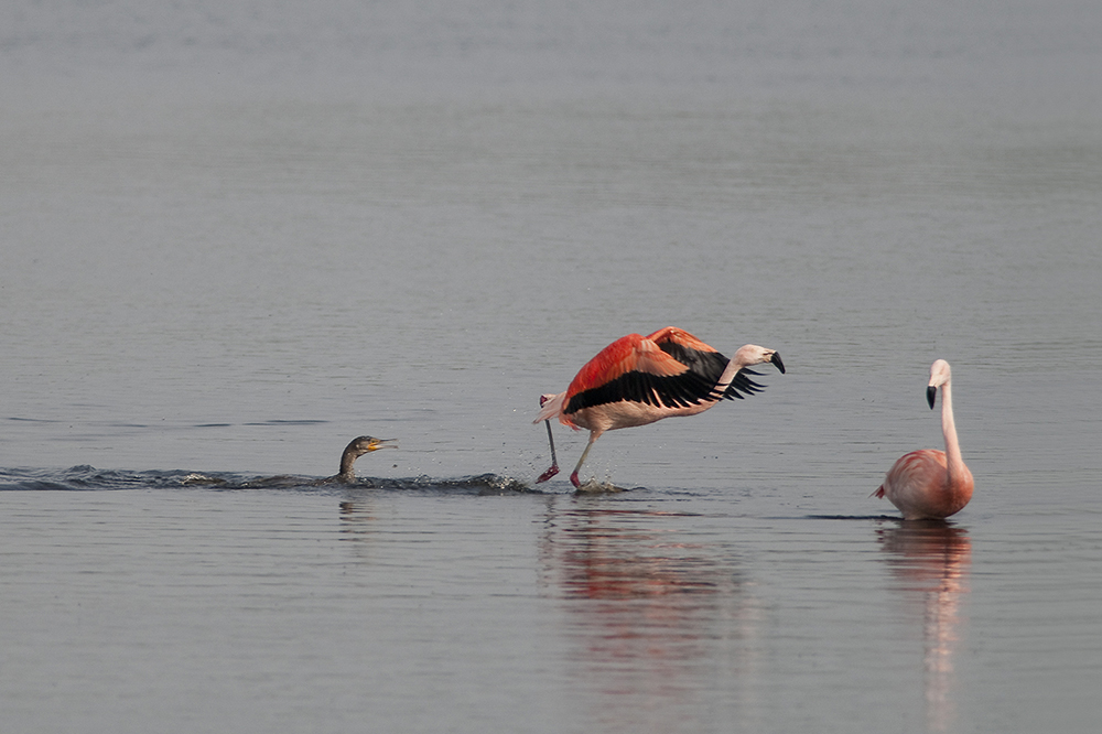 Flamingo mit Kormoran