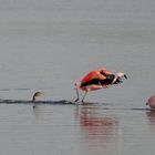 Flamingo mit Kormoran