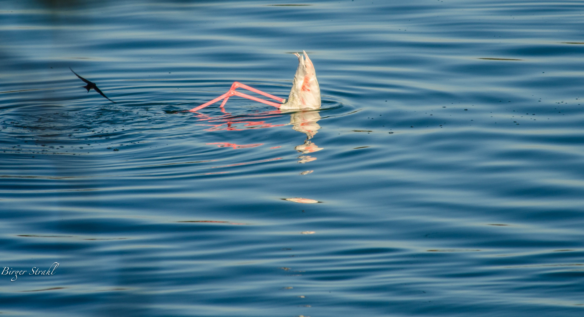 Flamingo mit Schwalbe