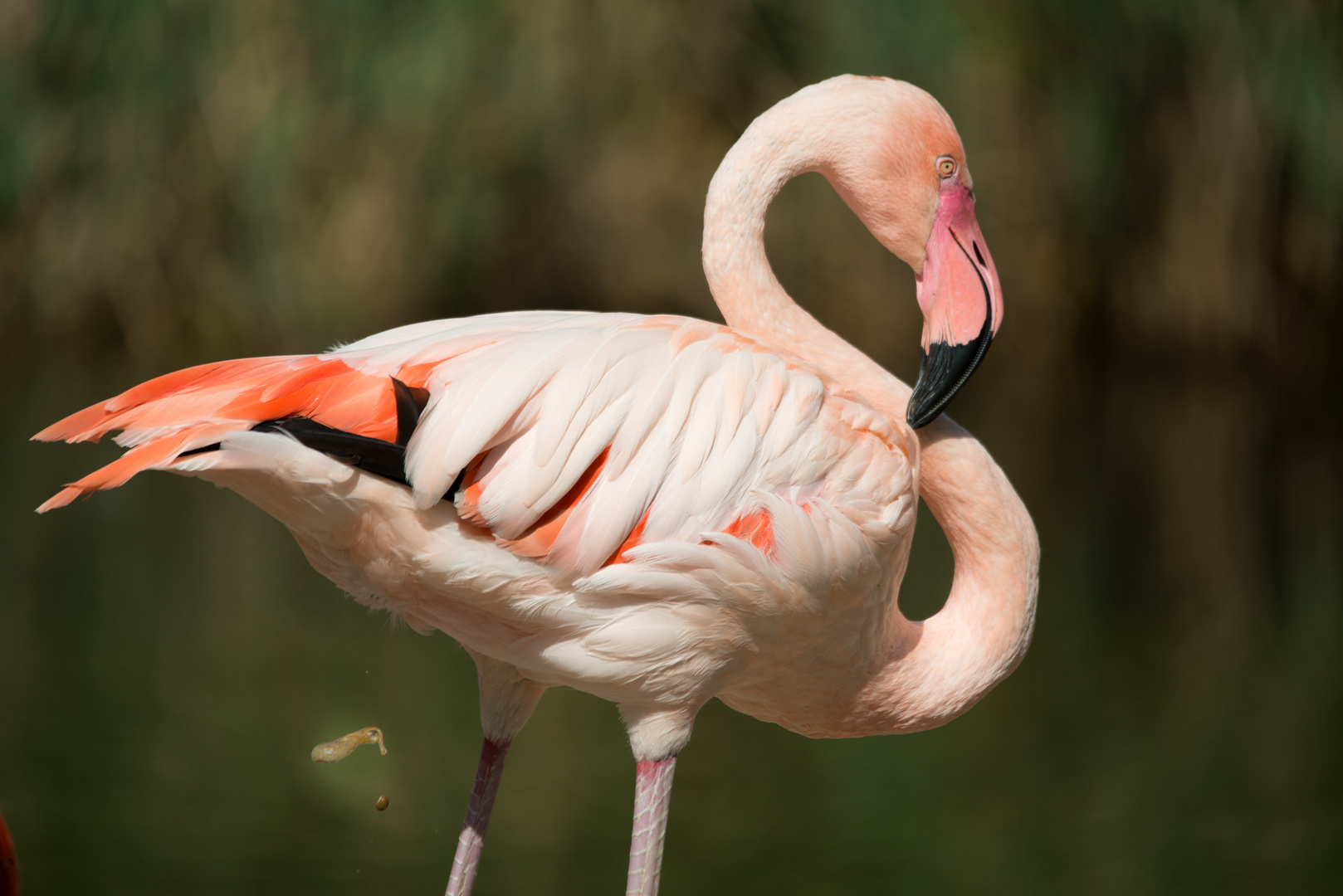 Flamingo mit Stoffwechselendprodukt