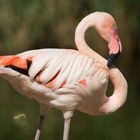 Flamingo mit Stoffwechselendprodukt