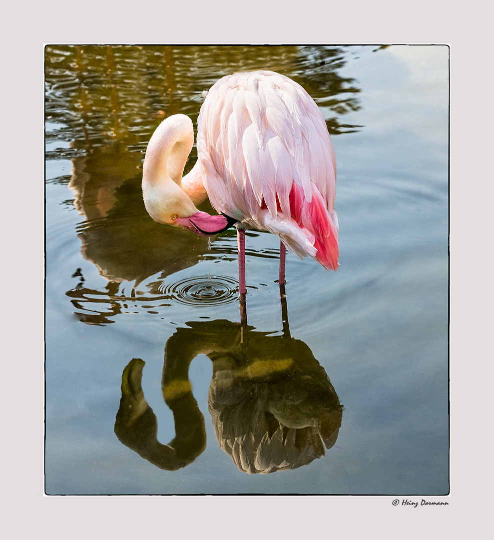 Flamingo mit Täuschung .....