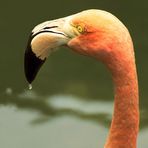 Flamingo mit Tropfen