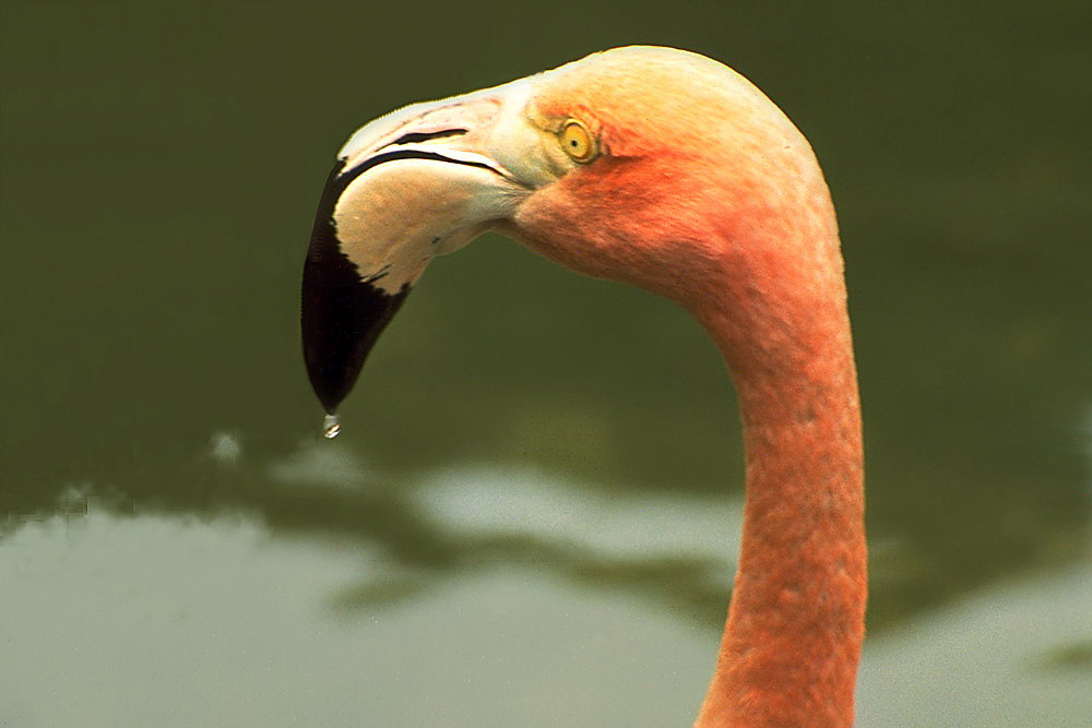 Flamingo mit Tropfen