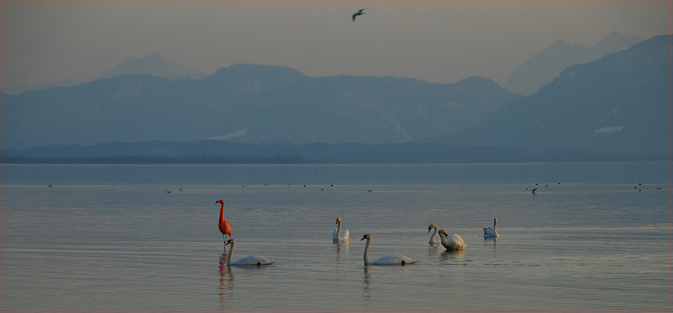 flamingo mitten im meer