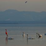 flamingo mitten im meer