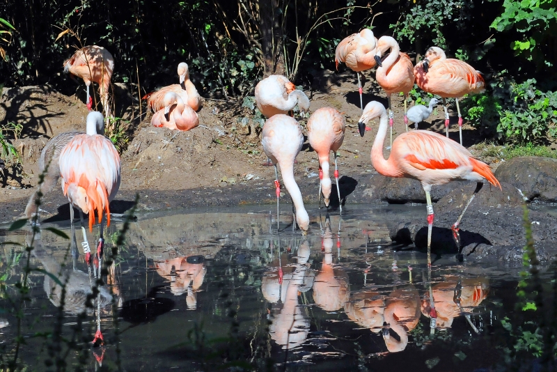 Flamingo - Mord