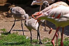 Flamingo-Nachwuchs...