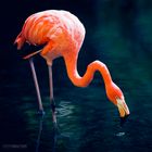 flamingo nip
