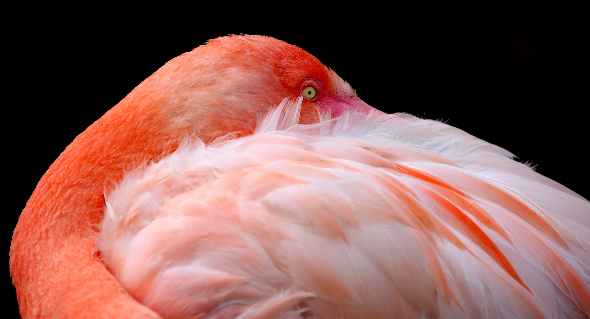 Flamingo - Norbert Biel