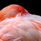 Flamingo - Norbert Biel