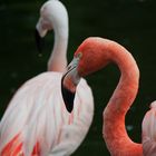 Flamingo oder Flamenko oder so