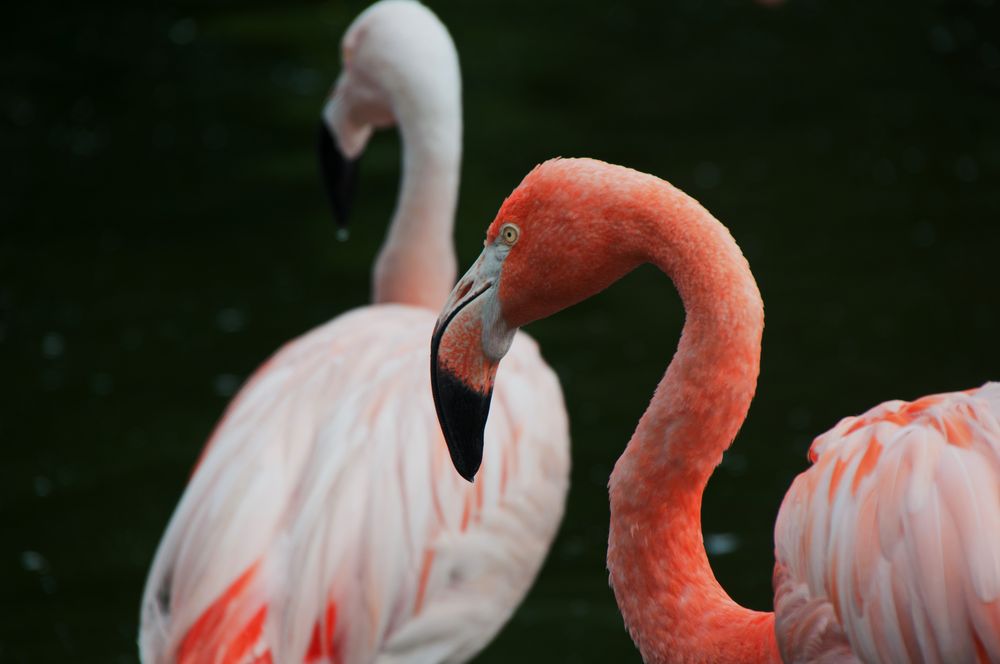 Flamingo oder Flamenko oder so