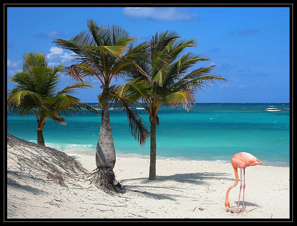 Flamingo on the beach