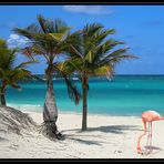 Flamingo on the beach